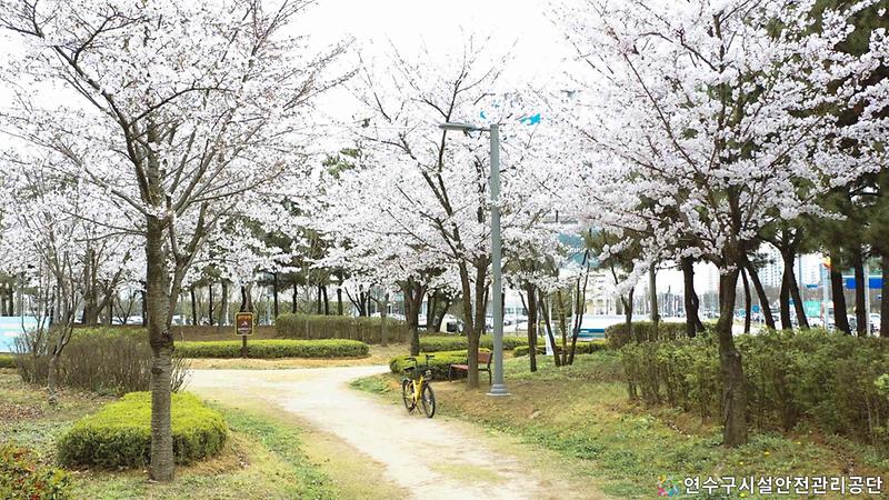 해맑은·해누리·햇무리 공원, 벚꽃 산책길! 걸어보세요!! 사진