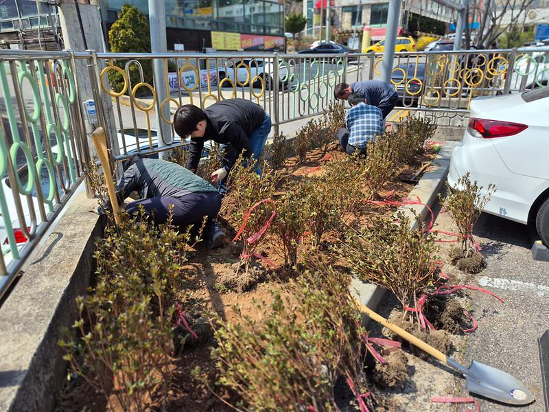 공영주차장 경관개선을 위한 봄맞이 관목 식재 실시 사진