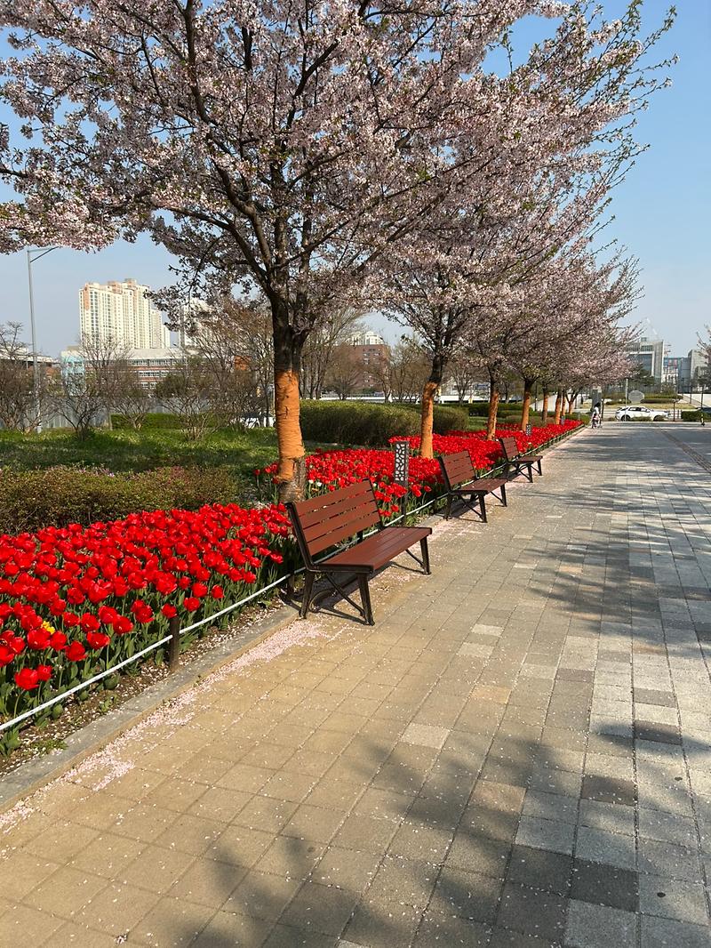 국제 2·3호 경관녹지 튤립 풍경 사진